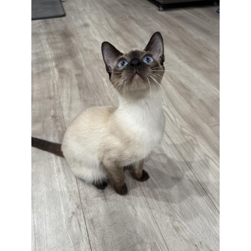 Cocoちゃん1枚目