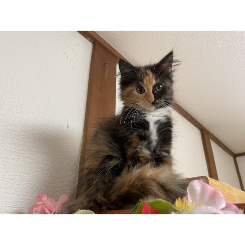 販売中の京都府のメインクーン-121139の2枚目