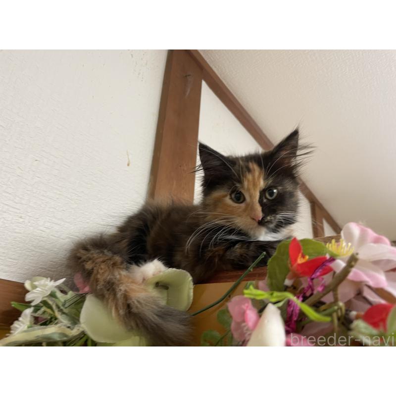 販売中の京都府のメインクーン-121139