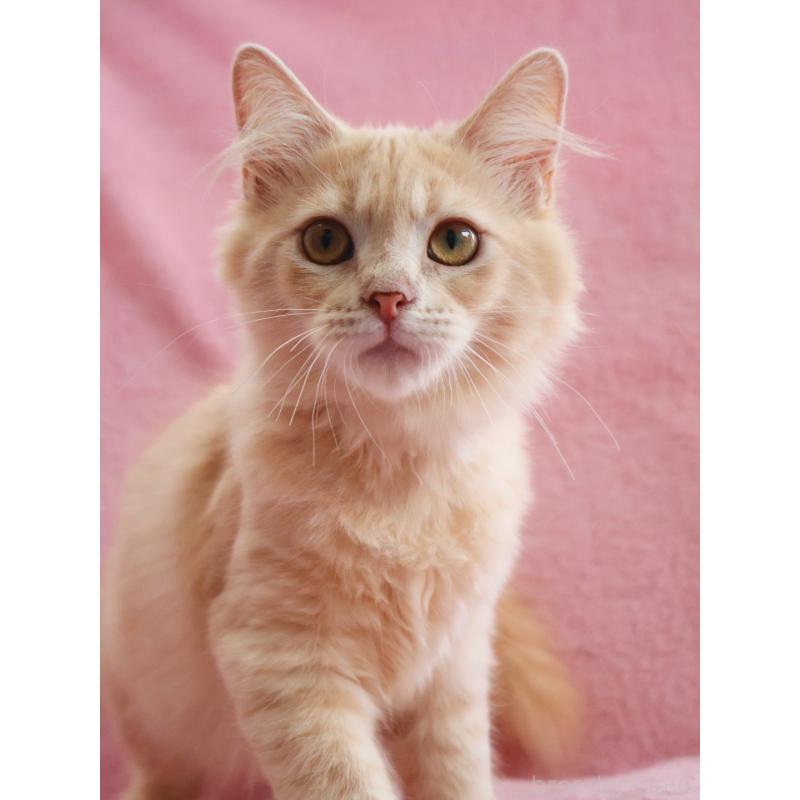 成約済の神奈川県のサイベリアン-122712の10枚目