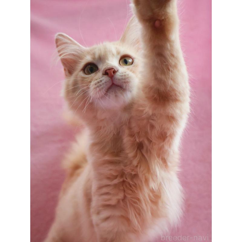 成約済の神奈川県のサイベリアン-122712の9枚目