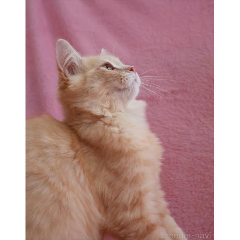 成約済の神奈川県のサイベリアン-122712の8枚目