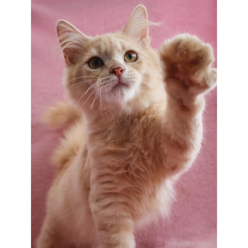 成約済の神奈川県のサイベリアン-122712の7枚目