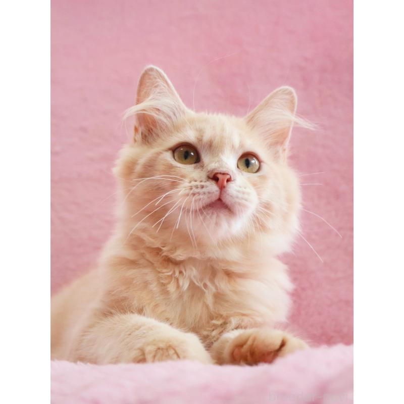 成約済の神奈川県のサイベリアン-122712の6枚目