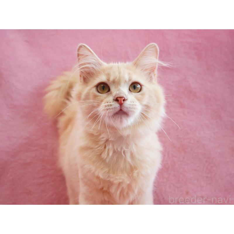 成約済の神奈川県のサイベリアン-122712の5枚目