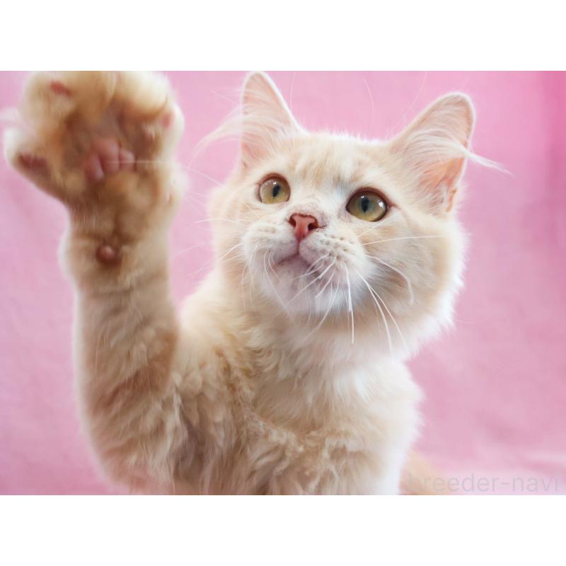 成約済の神奈川県のサイベリアン-122712の4枚目