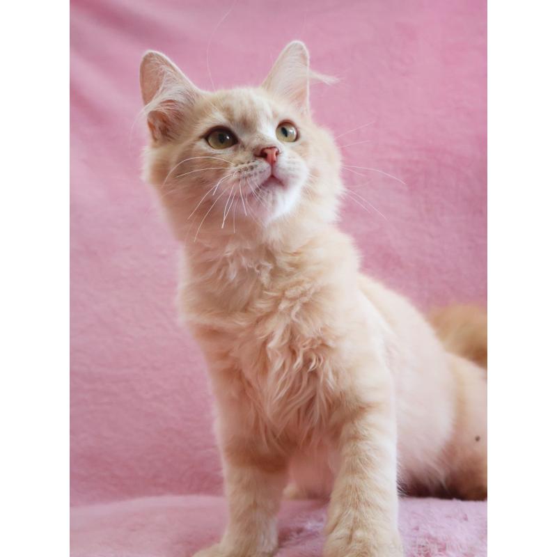 成約済の神奈川県のサイベリアン-122712の3枚目