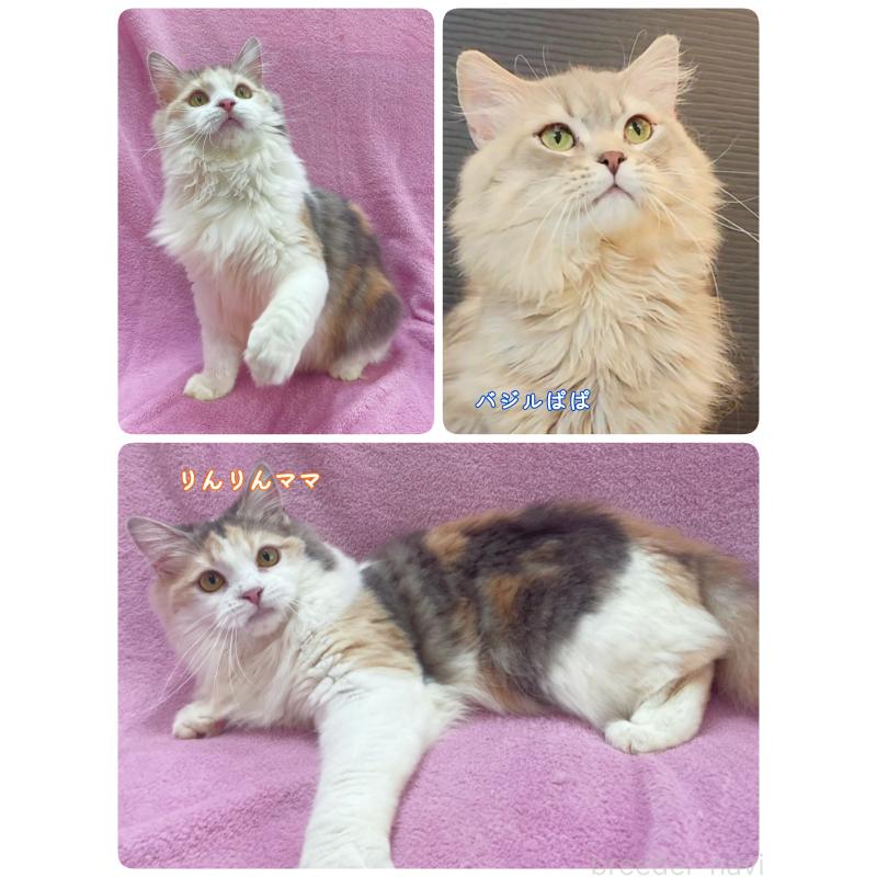 成約済の神奈川県のサイベリアン-122712の2枚目