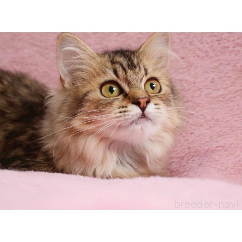 成約済の神奈川県のサイベリアン-114556の7枚目