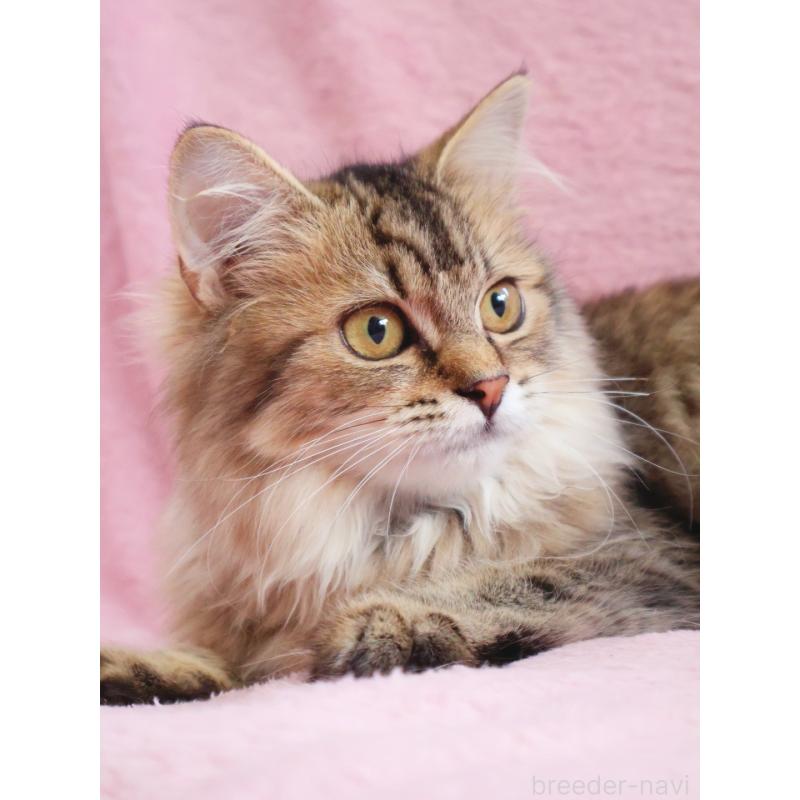 成約済の神奈川県のサイベリアン-114556の6枚目