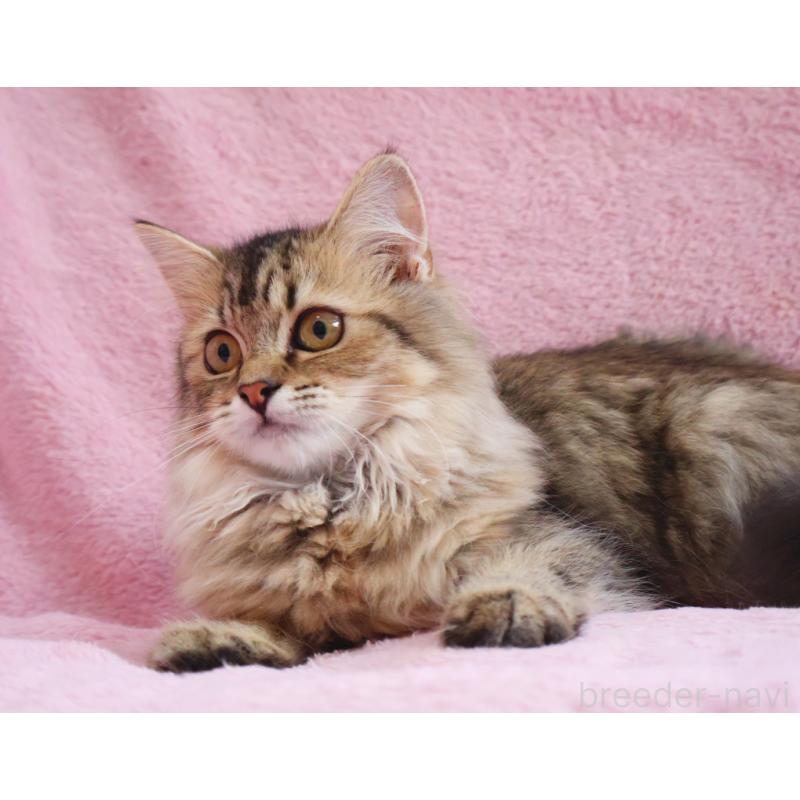 成約済の神奈川県のサイベリアン-114556の5枚目