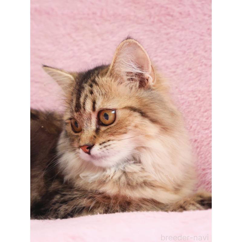 成約済の神奈川県のサイベリアン-114556の4枚目