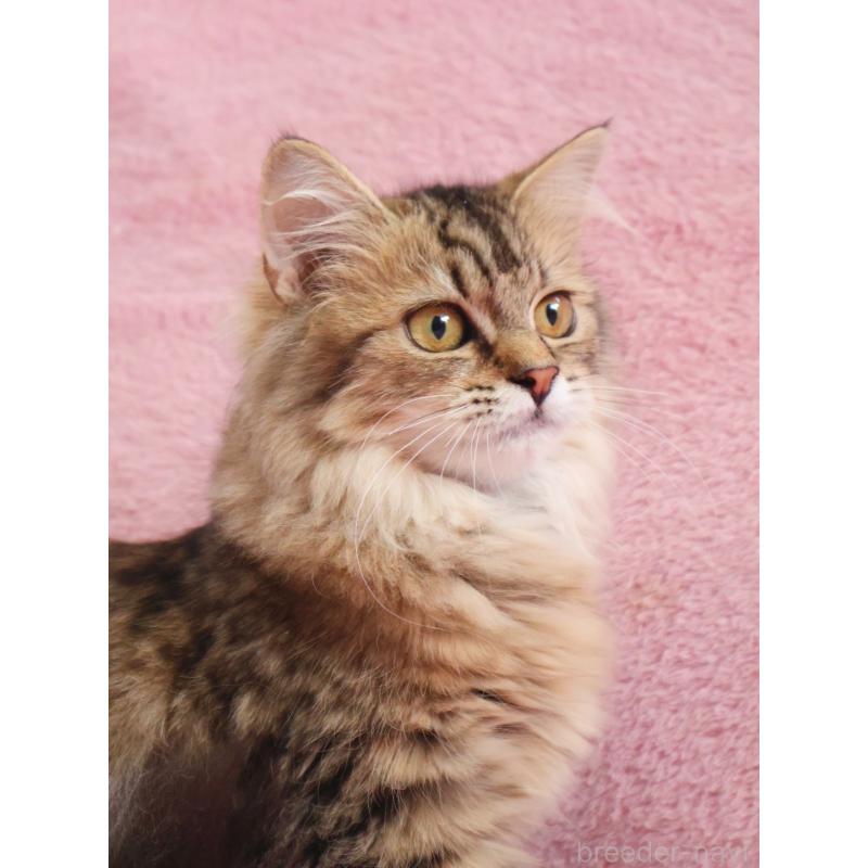 成約済の神奈川県のサイベリアン-114556の3枚目