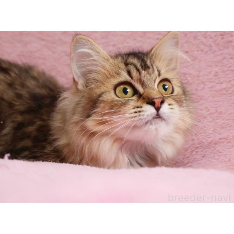 成約済の神奈川県のサイベリアン-114556の2枚目