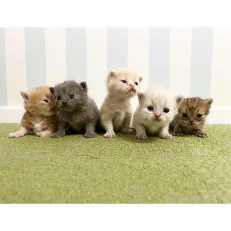 販売中の東京都のマンチカン-124713の3枚目