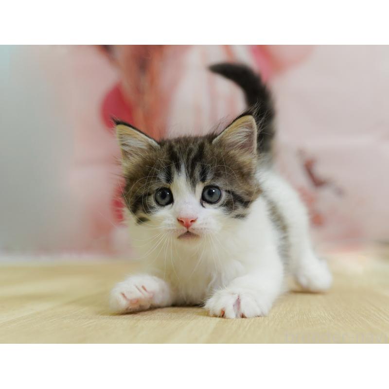 販売中の千葉県のノルウェージャンフォレストキャット-124738