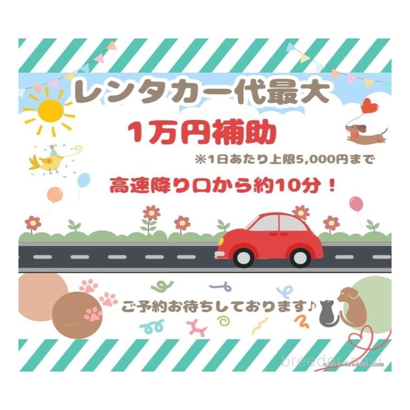 販売中の千葉県のノルウェージャンフォレストキャット-124738の9枚目