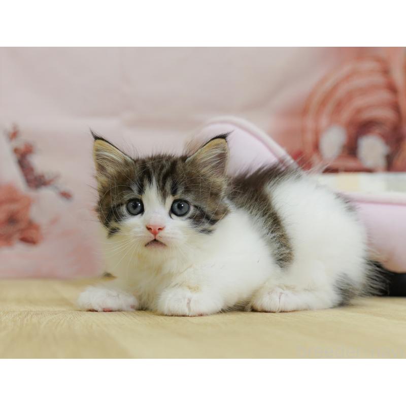 販売中の千葉県のノルウェージャンフォレストキャット-124738の5枚目