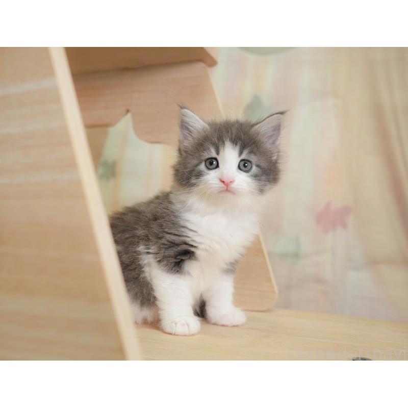販売中の千葉県のノルウェージャンフォレストキャット-124739