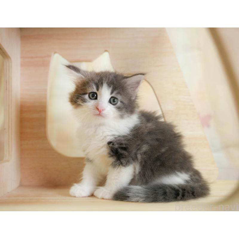 販売中の千葉県のノルウェージャンフォレストキャット-124739の12枚目