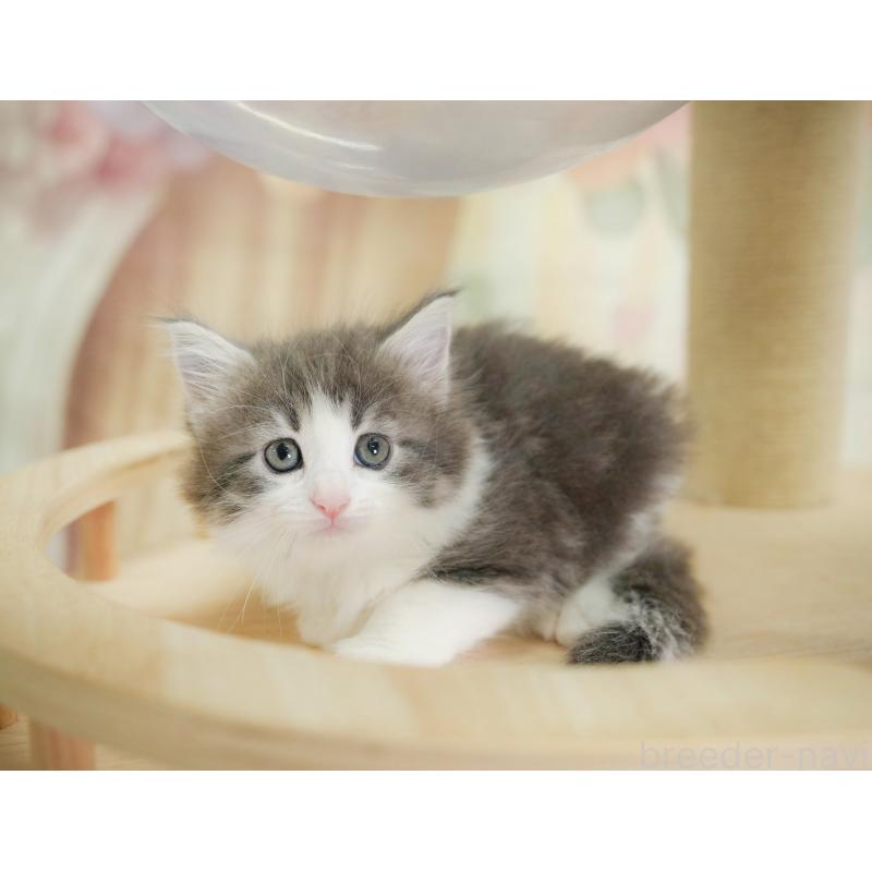 販売中の千葉県のノルウェージャンフォレストキャット-124739の7枚目