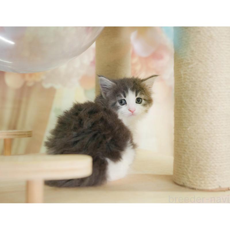 販売中の千葉県のノルウェージャンフォレストキャット-124739の6枚目
