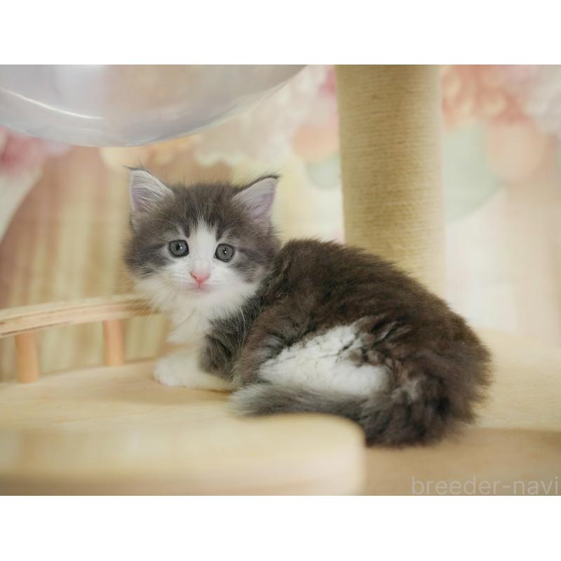 販売中の千葉県のノルウェージャンフォレストキャット-124739の4枚目