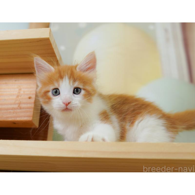 販売中の千葉県のノルウェージャンフォレストキャット-124740の10枚目
