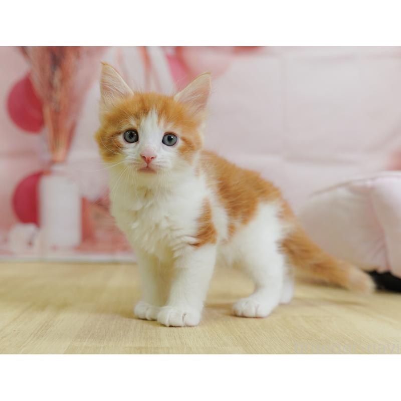 販売中の千葉県のノルウェージャンフォレストキャット-124740の7枚目
