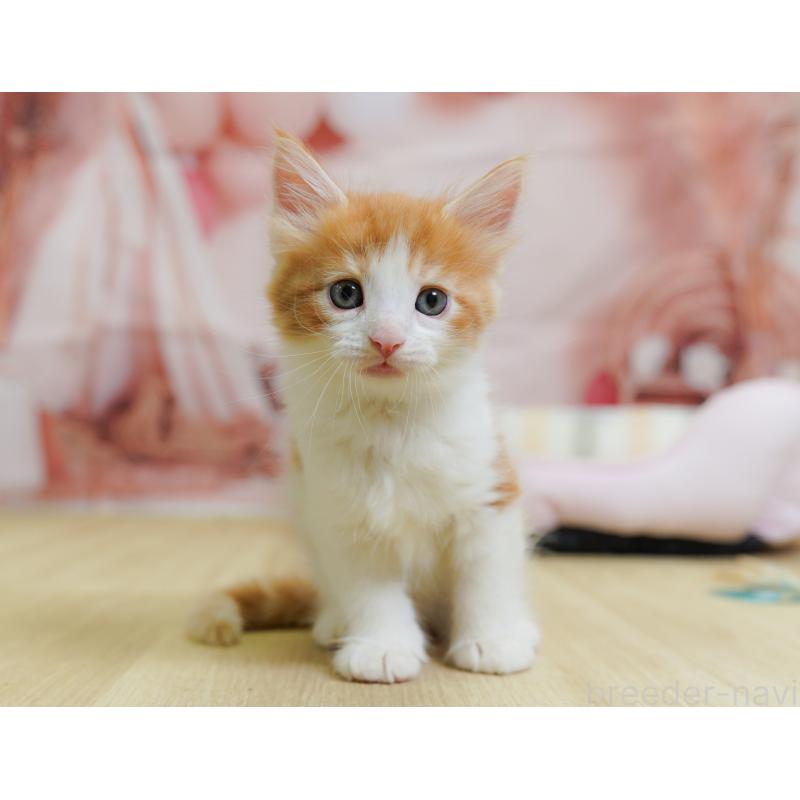 販売中の千葉県のノルウェージャンフォレストキャット-124740の6枚目