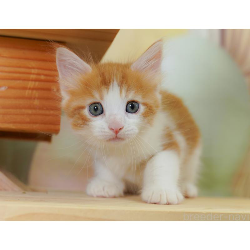 販売中の千葉県のノルウェージャンフォレストキャット-124740の5枚目