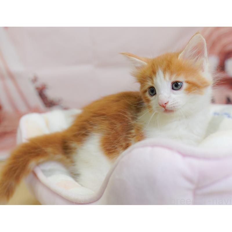 販売中の千葉県のノルウェージャンフォレストキャット-124740の4枚目