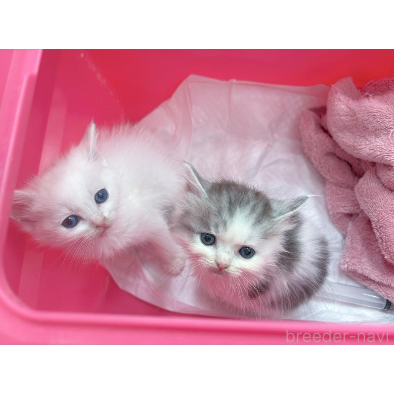 販売中の石川県のミックス-124741の2枚目