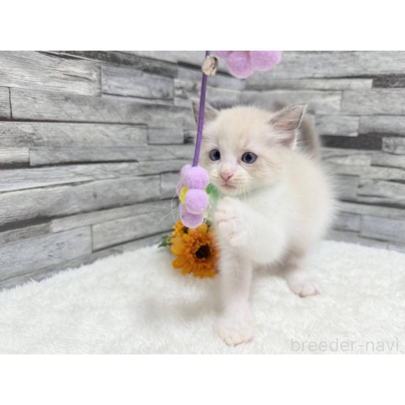 販売中の茨城県のラグドール-124748の6枚目