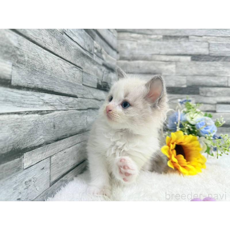 販売中の茨城県のラグドール-124749の4枚目