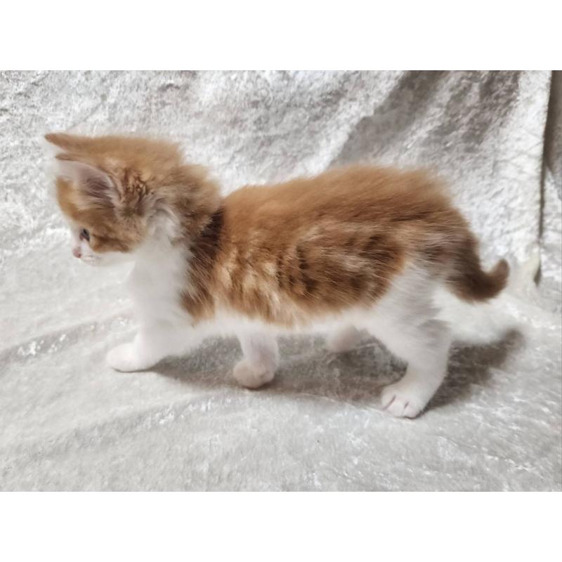 販売中の神奈川県のノルウェージャンフォレストキャット-124751の3枚目