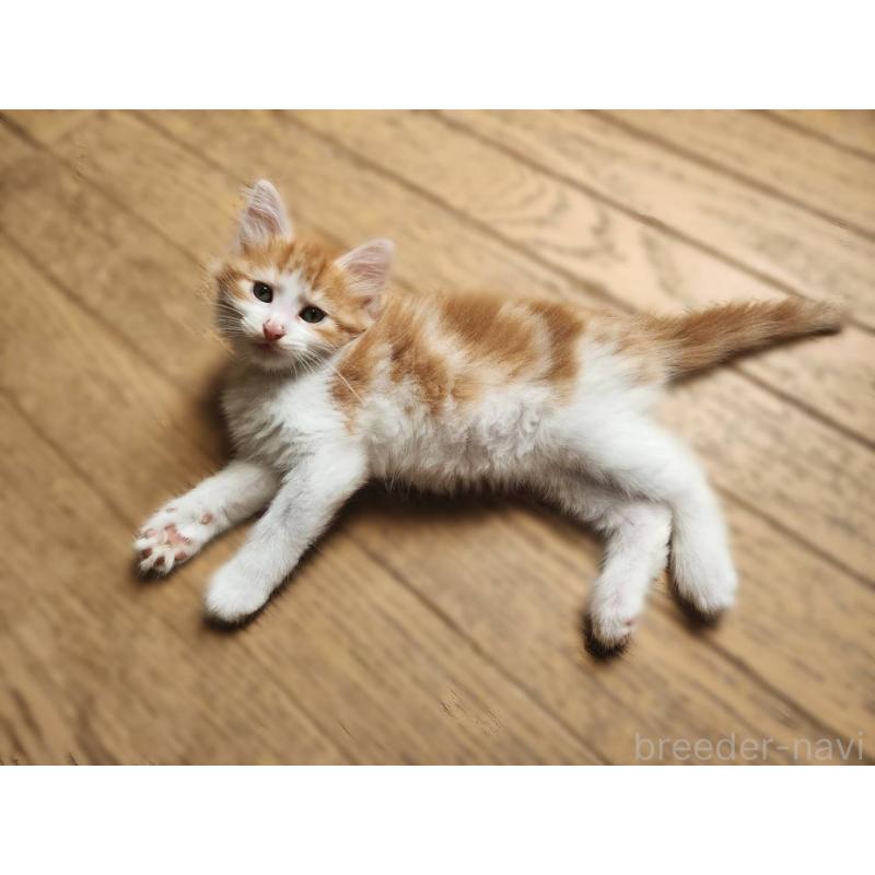 販売中の神奈川県のノルウェージャンフォレストキャット-124751の2枚目