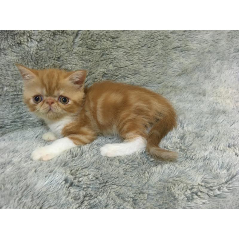 販売中の神奈川県のエキゾチックショートヘア-124754の4枚目