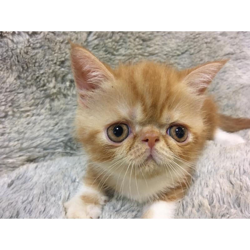 販売中の神奈川県のエキゾチックショートヘア-124754の3枚目
