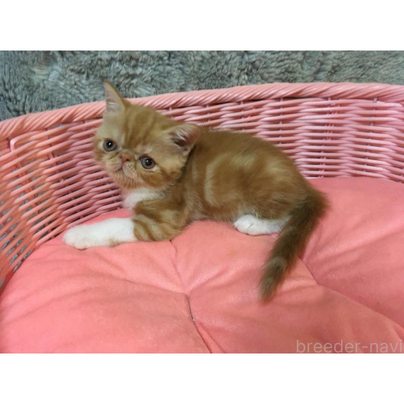 販売中の神奈川県のエキゾチックショートヘア-124754の2枚目