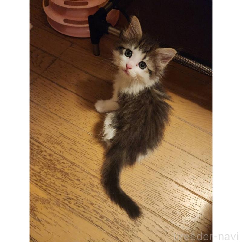 販売中の神奈川県のノルウェージャンフォレストキャット-124753の4枚目