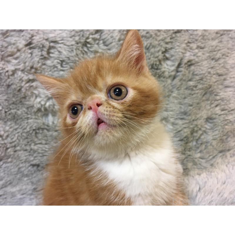 販売中の神奈川県のエキゾチックショートヘア-124756の6枚目