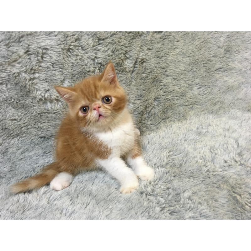 販売中の神奈川県のエキゾチックショートヘア-124756の5枚目