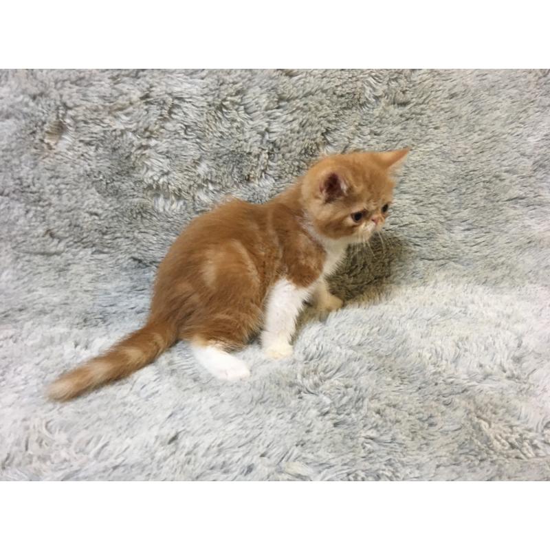 販売中の神奈川県のエキゾチックショートヘア-124756の4枚目