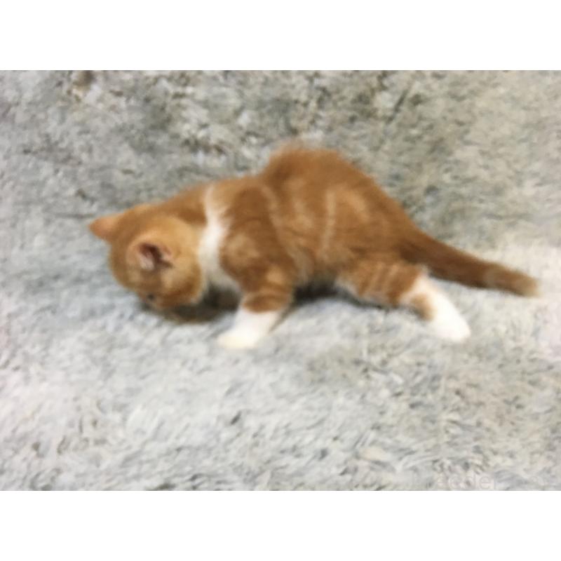 販売中の神奈川県のエキゾチックショートヘア-124756の3枚目