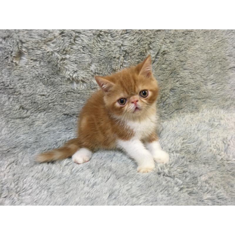 販売中の神奈川県のエキゾチックショートヘア-124756の2枚目
