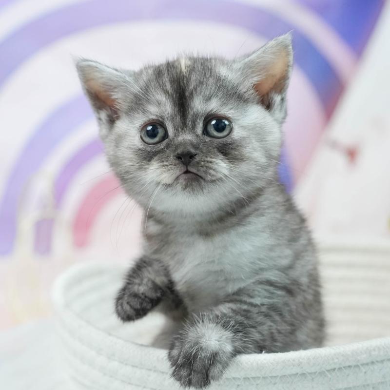 販売中の茨城県のマンチカン-124759の6枚目