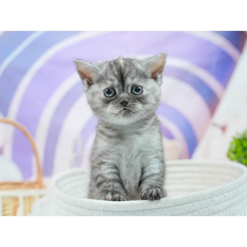 販売中の茨城県のマンチカン-124759の3枚目
