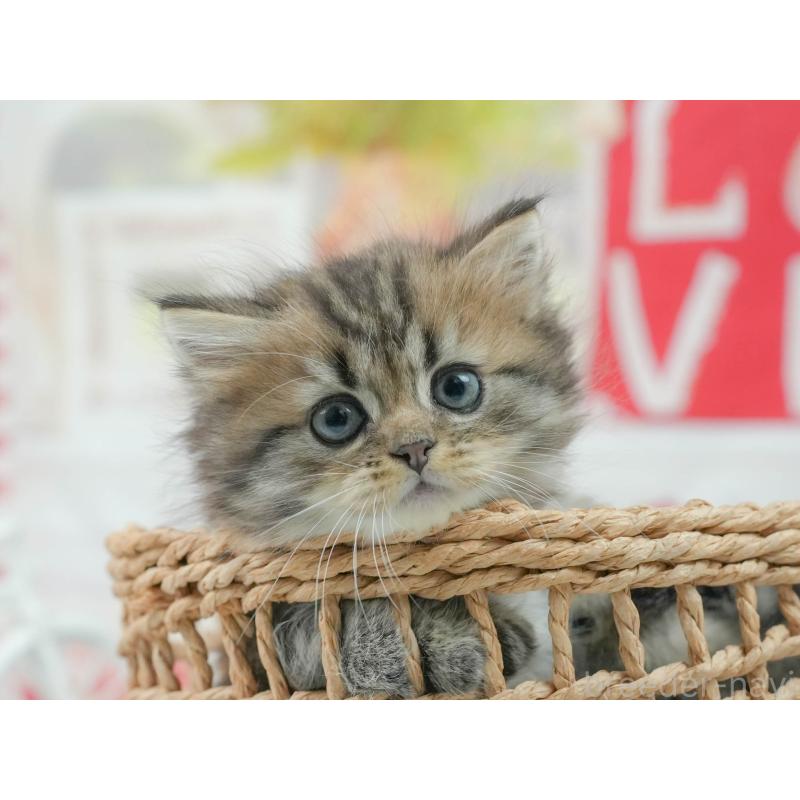 販売中の茨城県のミヌエット-124760の5枚目