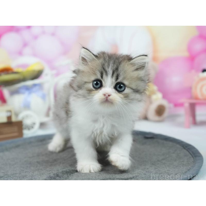 販売中の茨城県のミヌエット-124761の3枚目